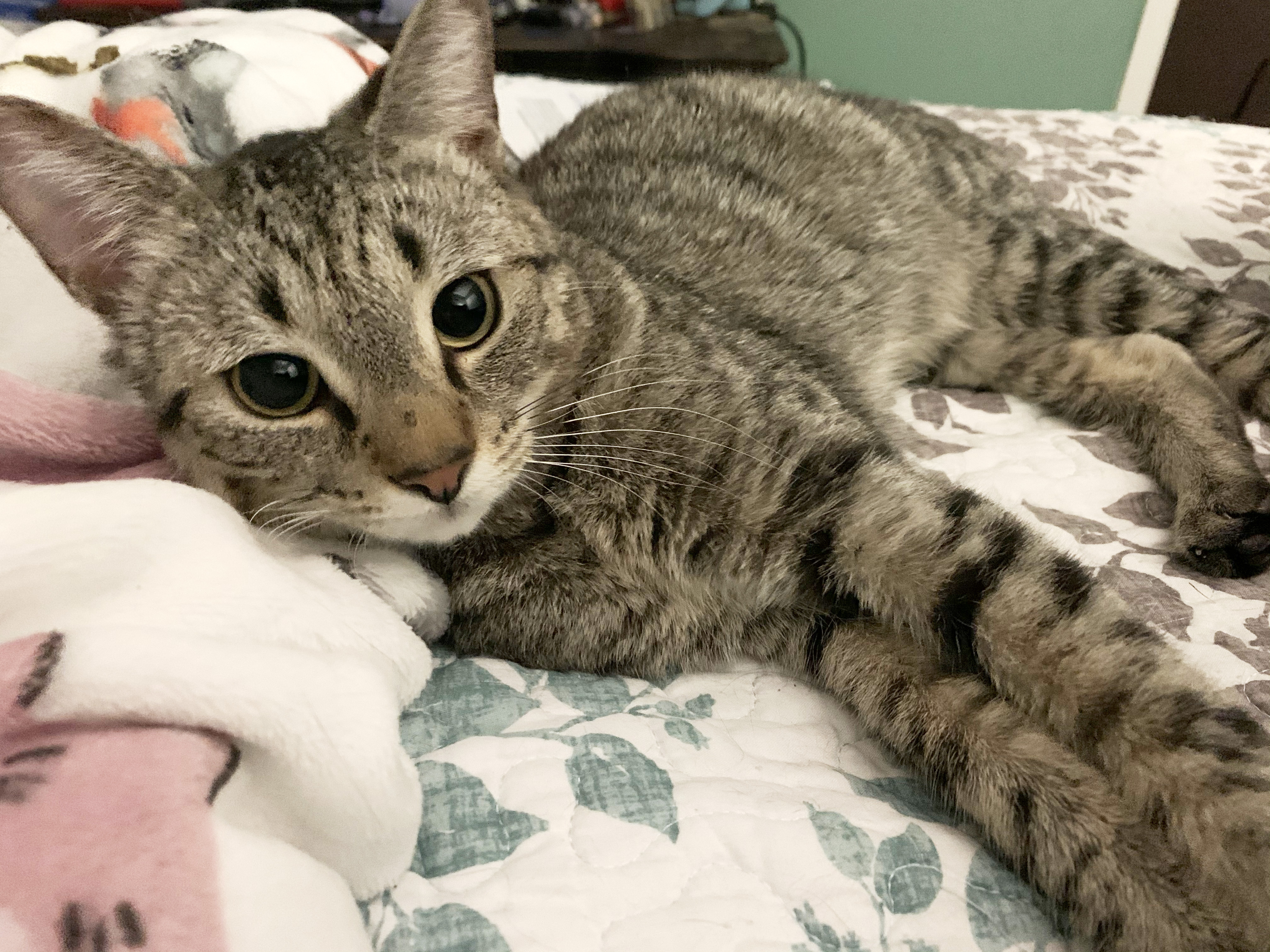 Lee, Adopted, Adult Male Tabby & Domestic Short Hair.