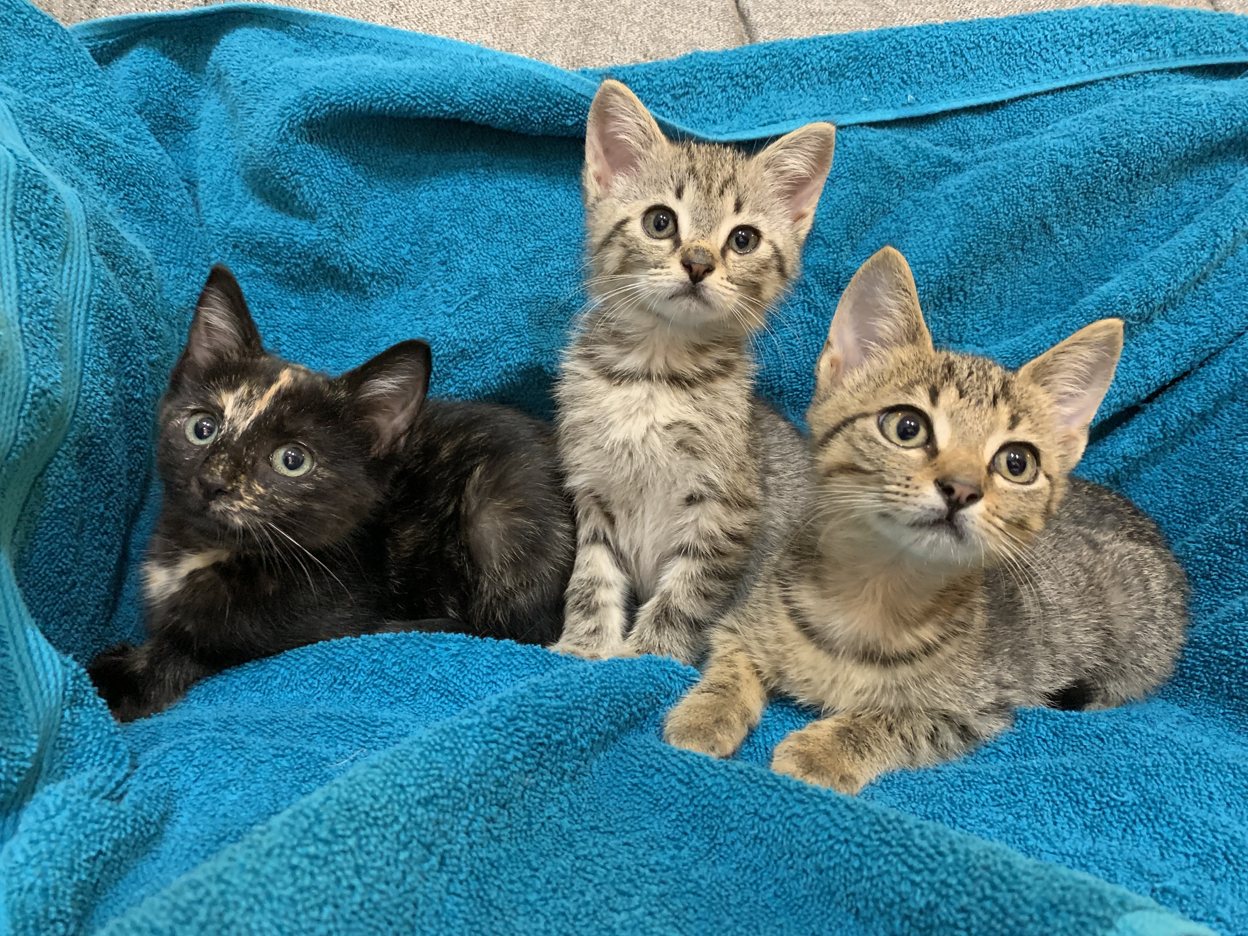 Enlarge Lee, a Adopted mixed breed in Simpsonville, SC image 2/12