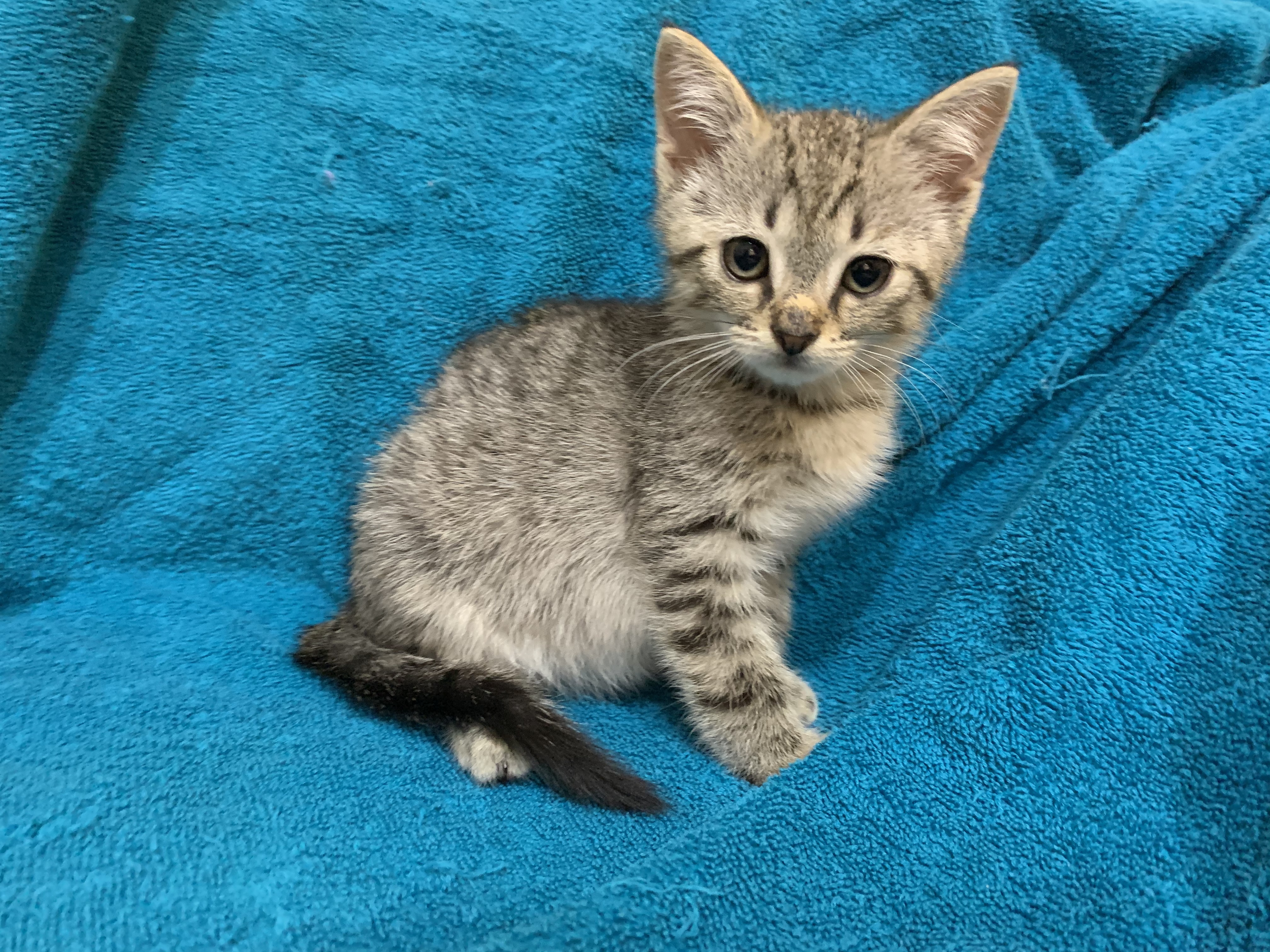 Enlarge Lee, a Adopted mixed breed in Simpsonville, SC image 3/12