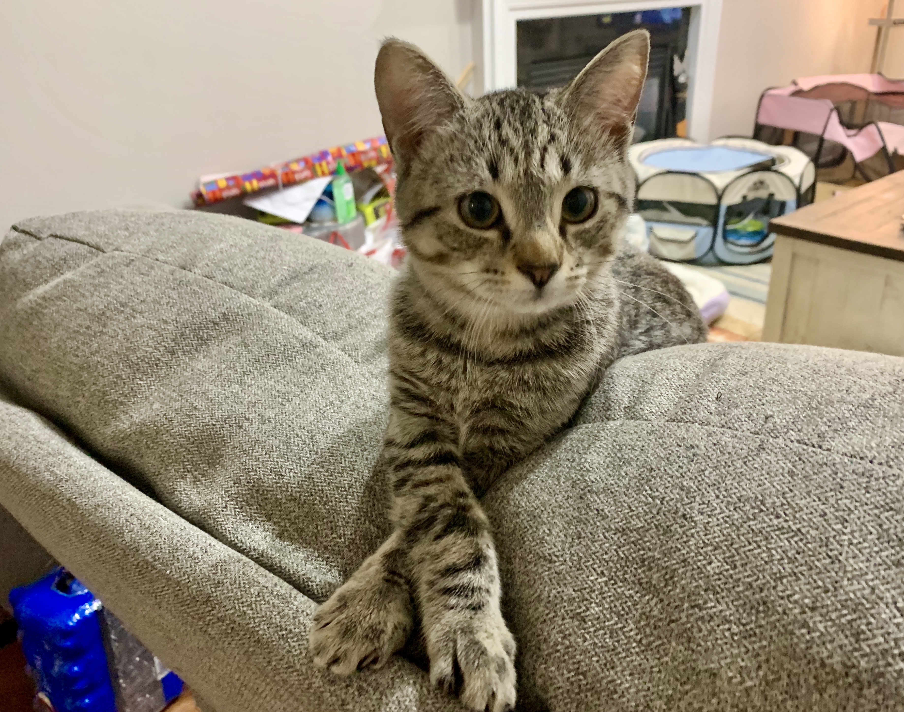 Enlarge Lee, a Adopted mixed breed in Simpsonville, SC image 4/12