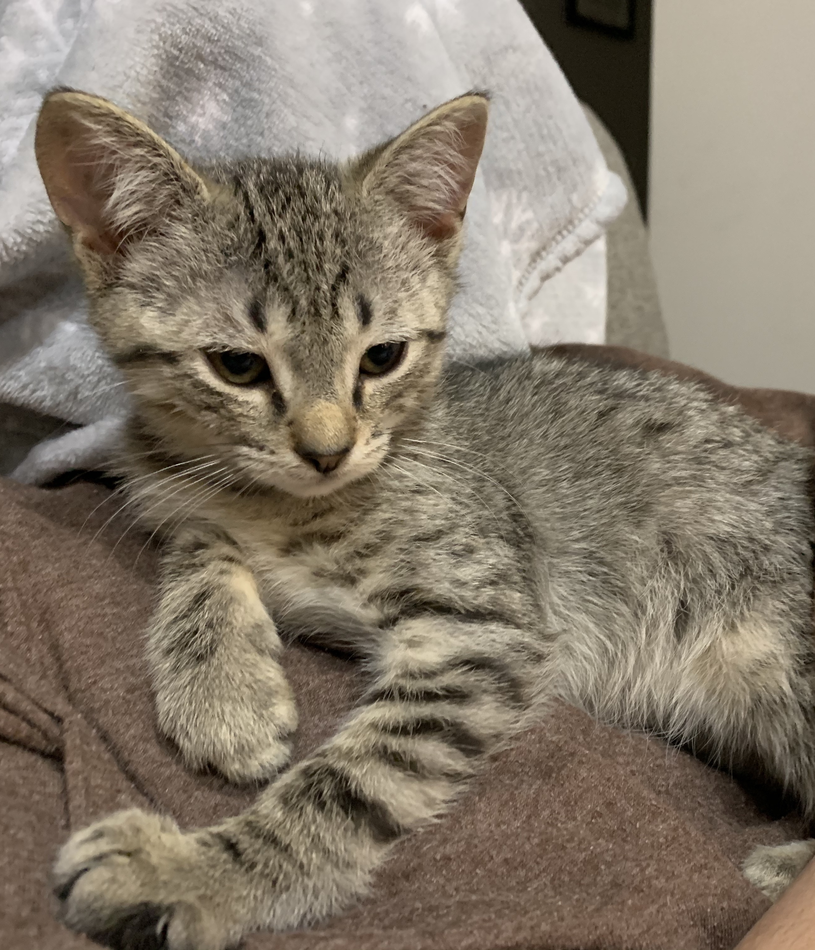 Enlarge Lee, a Adopted mixed breed in Simpsonville, SC image 5/12