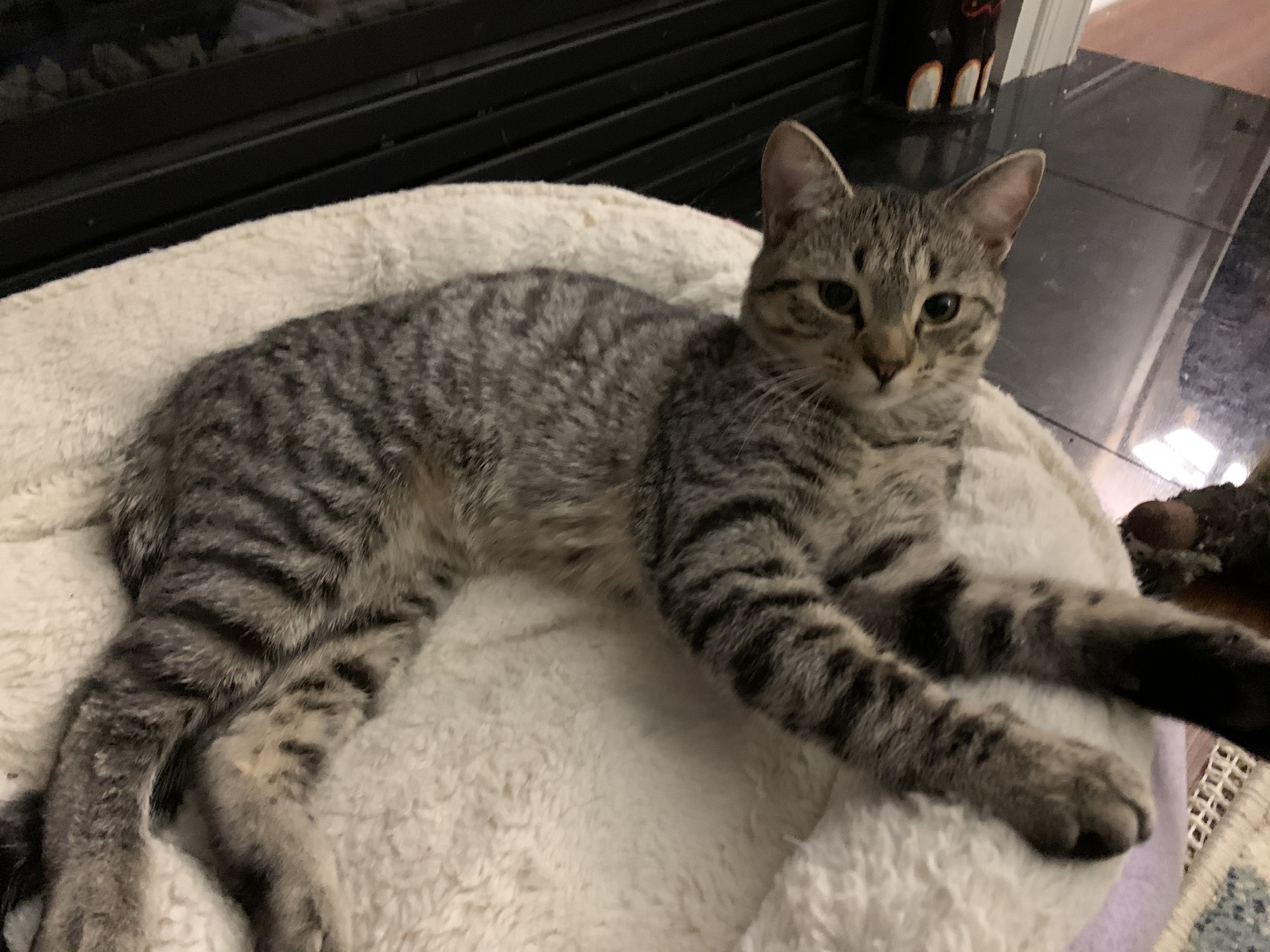 Enlarge Lee, a Adopted mixed breed in Simpsonville, SC image 6/12