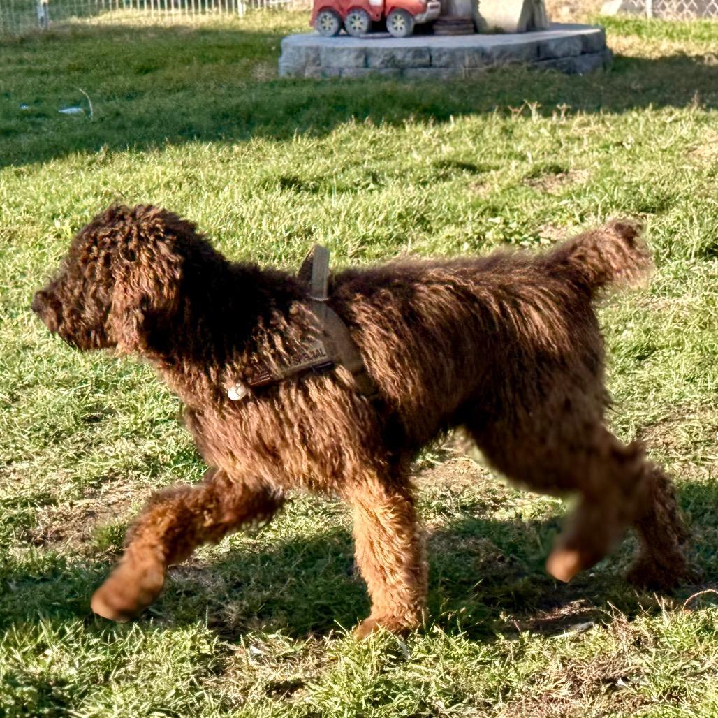 Blue, Adoptable, Young Male Standard Poodle.