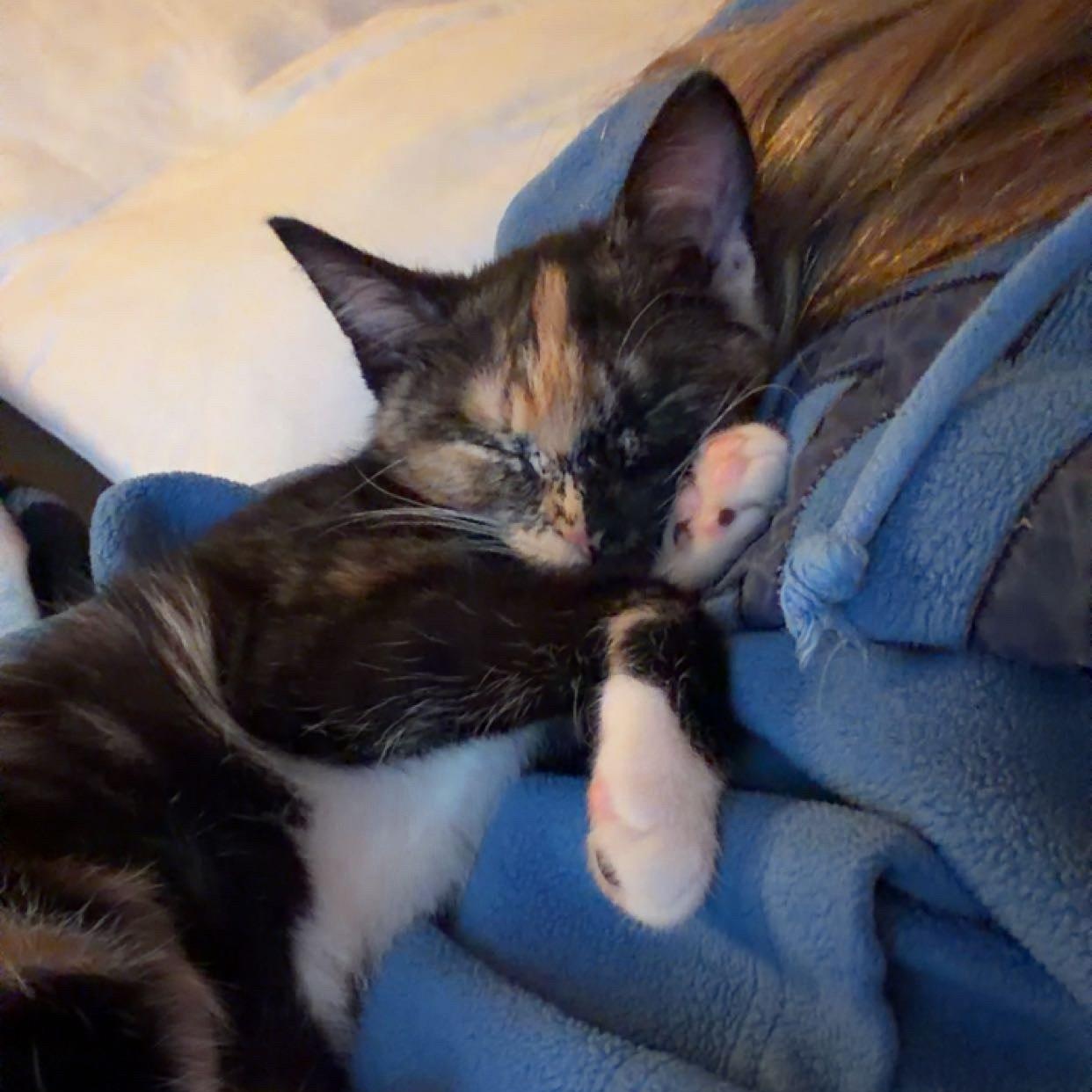 KALAKOA, adopted, Kitten Female Domestic Short Hair & Calico.