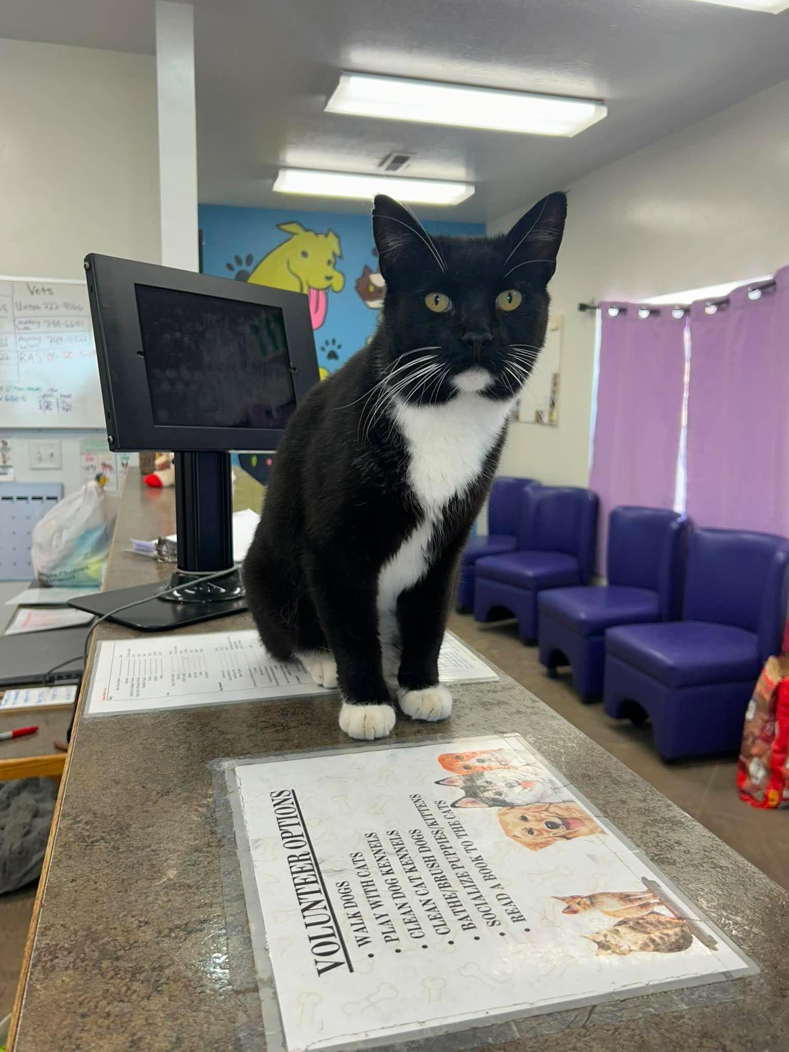 Ruppert, ADOPTABLE, Adult Male Domestic Short Hair.