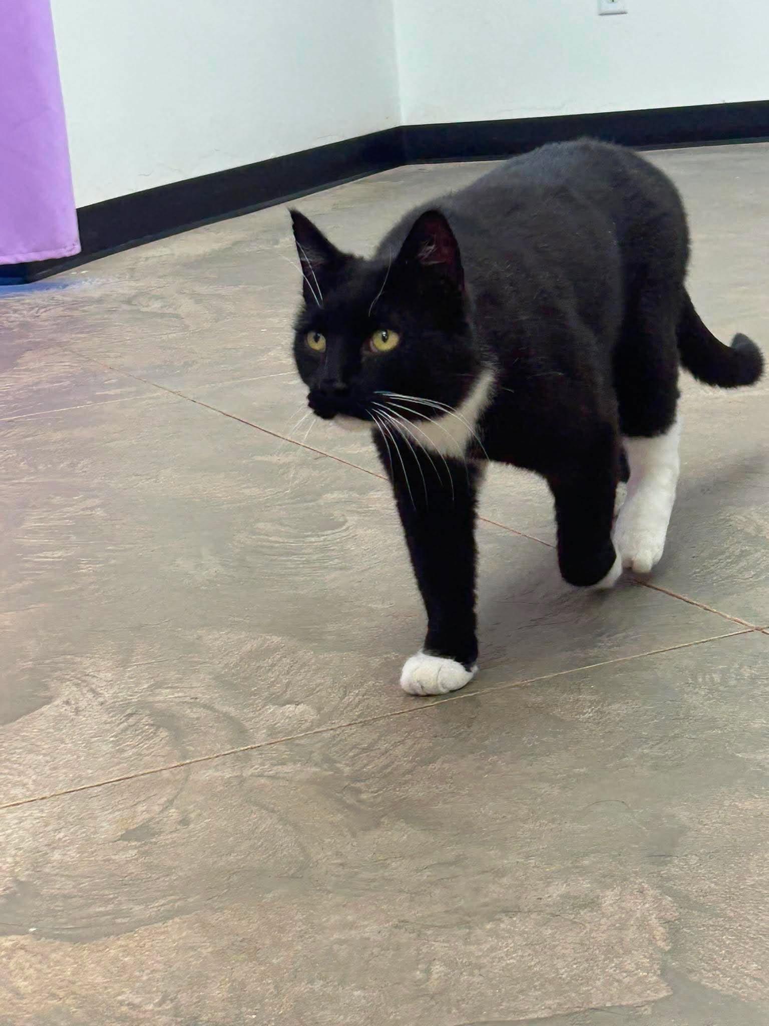Ruppert, a ADOPTABLE Domestic Short Hair in Roosevelt, UT image 2/3