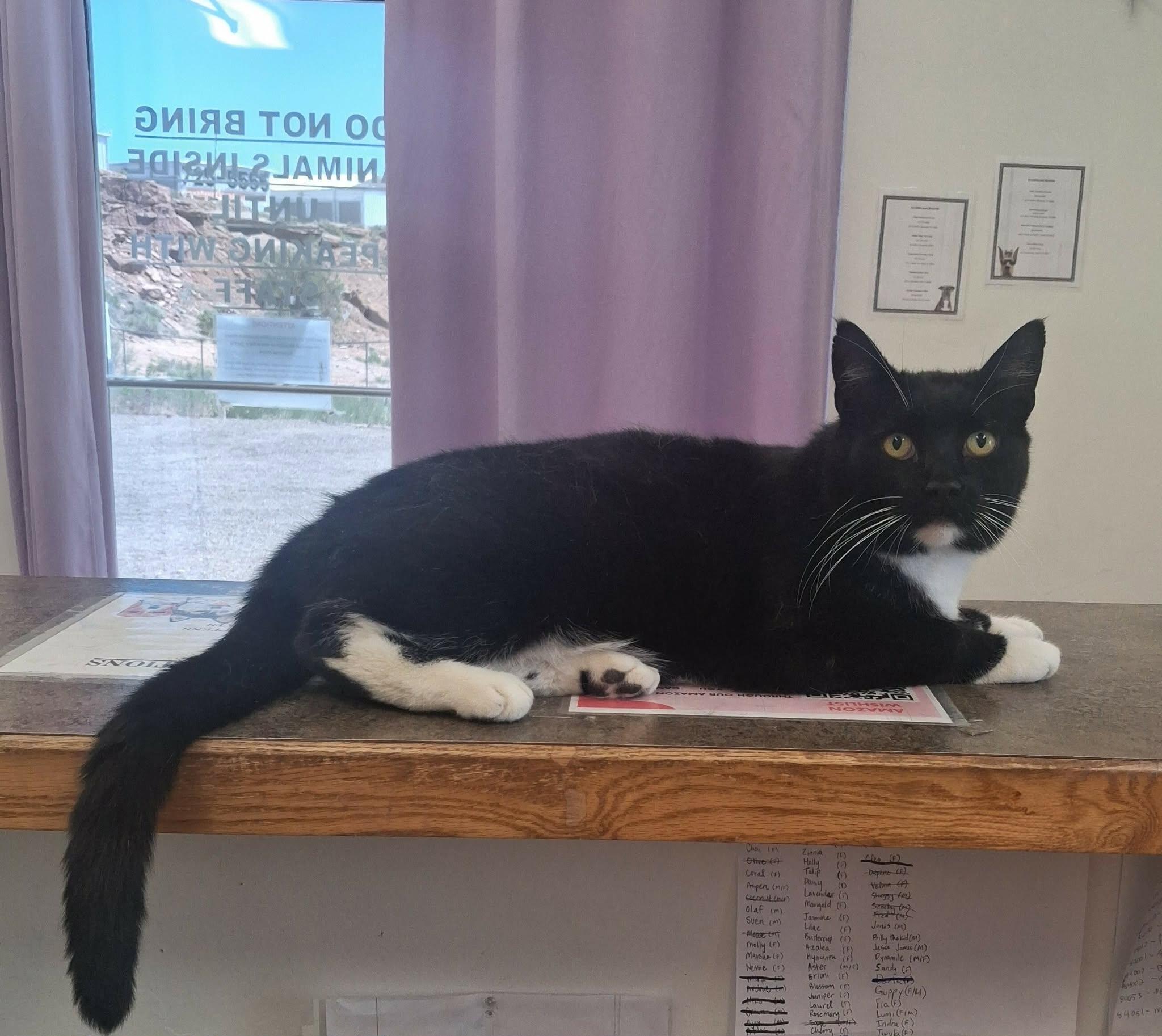 Ruppert, a ADOPTABLE Domestic Short Hair in Roosevelt, UT image 3/3