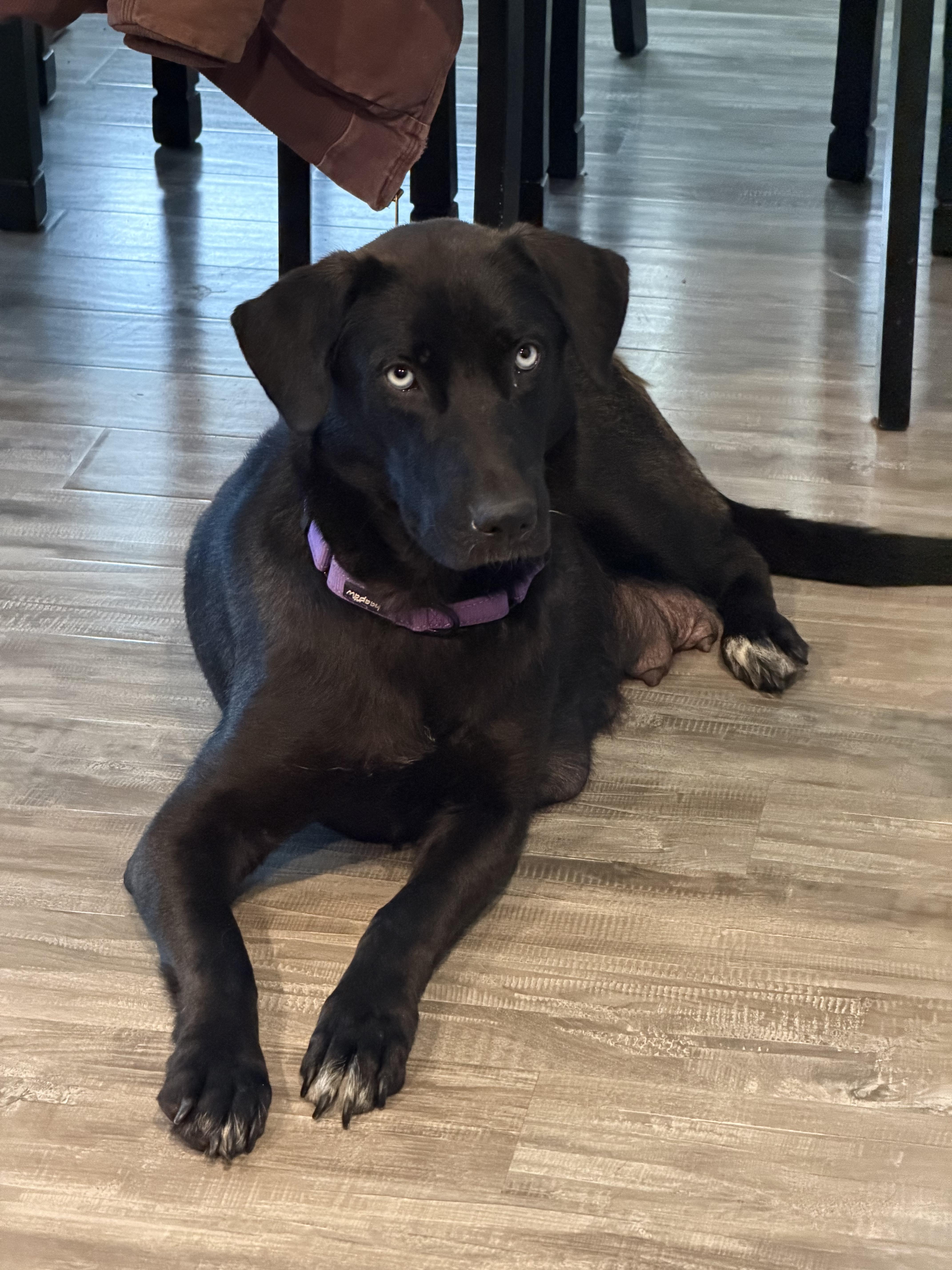 Enlarge Hope, a ADOPTABLE mixed breed in Penryn, CA image 1/1
