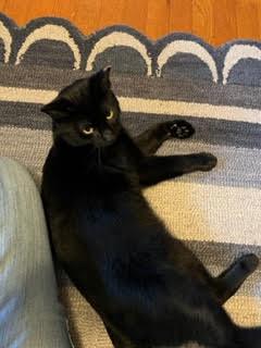 Enlarge Kenny, a Adopted Domestic Short Hair in Brook Park, OH image 1/3