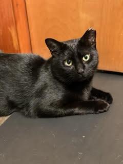 Enlarge Kenny, a Adopted Domestic Short Hair in Brook Park, OH image 2/3