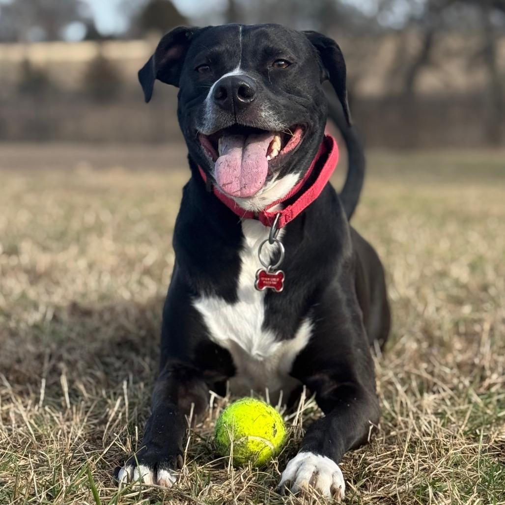 Rawlings — thumbnail 4