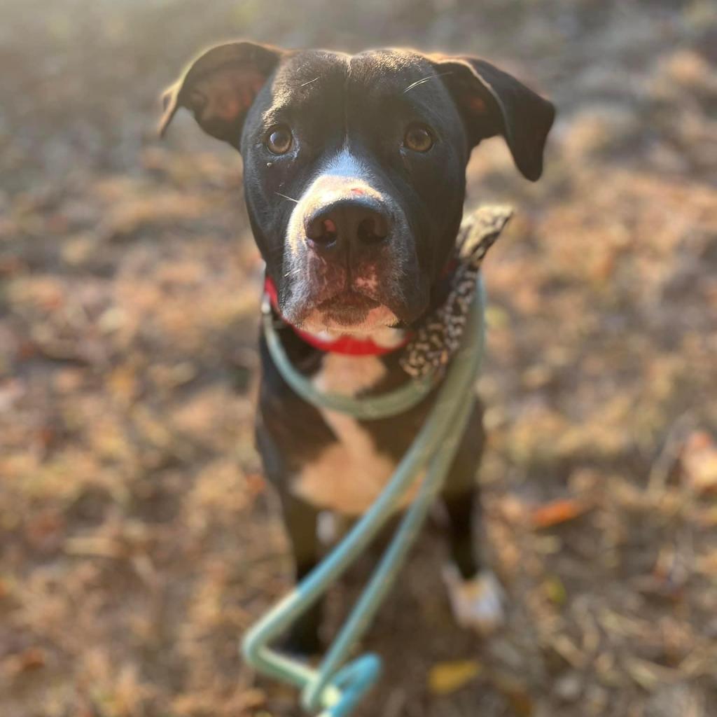 Rawlings — thumbnail 5