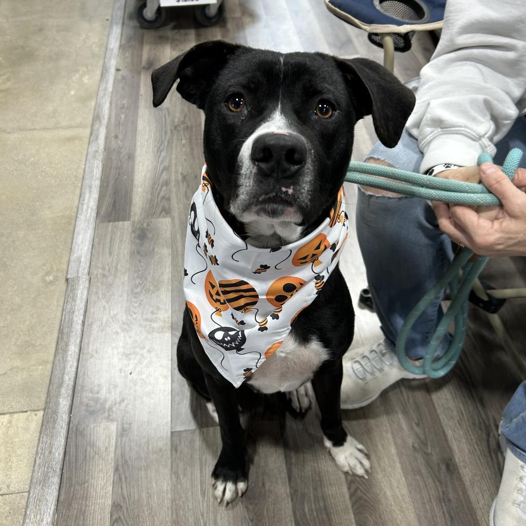 Rawlings — thumbnail 6