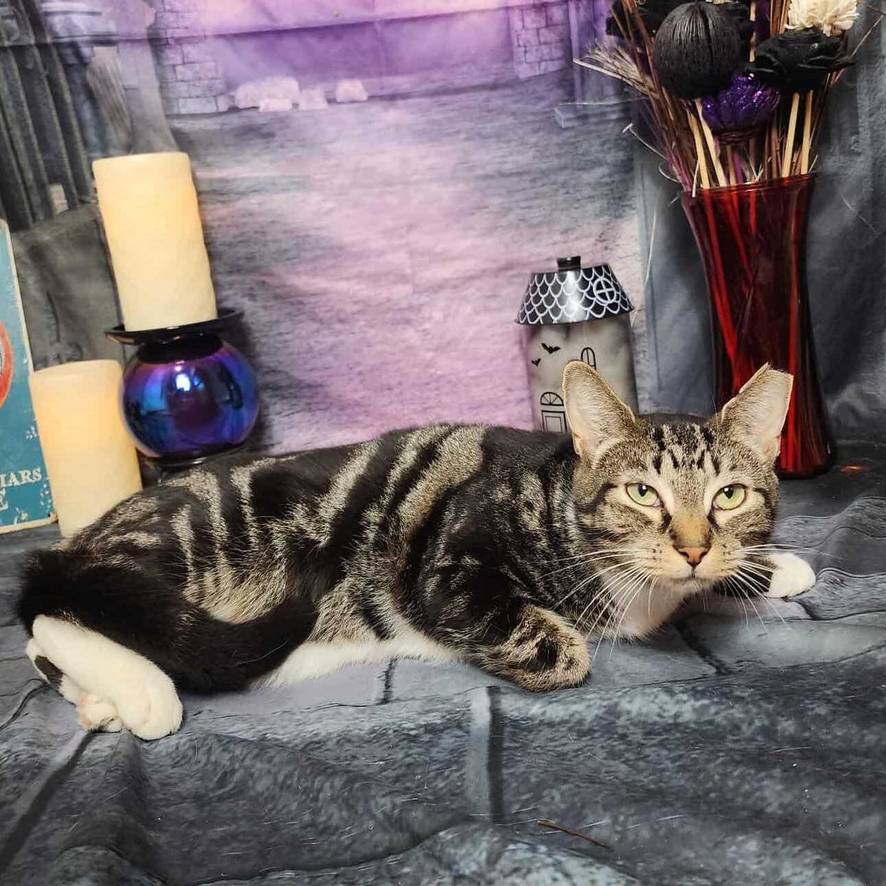 Enlarge Nabisco, an adopted mixed breed in Greensburg, PA image 3/6