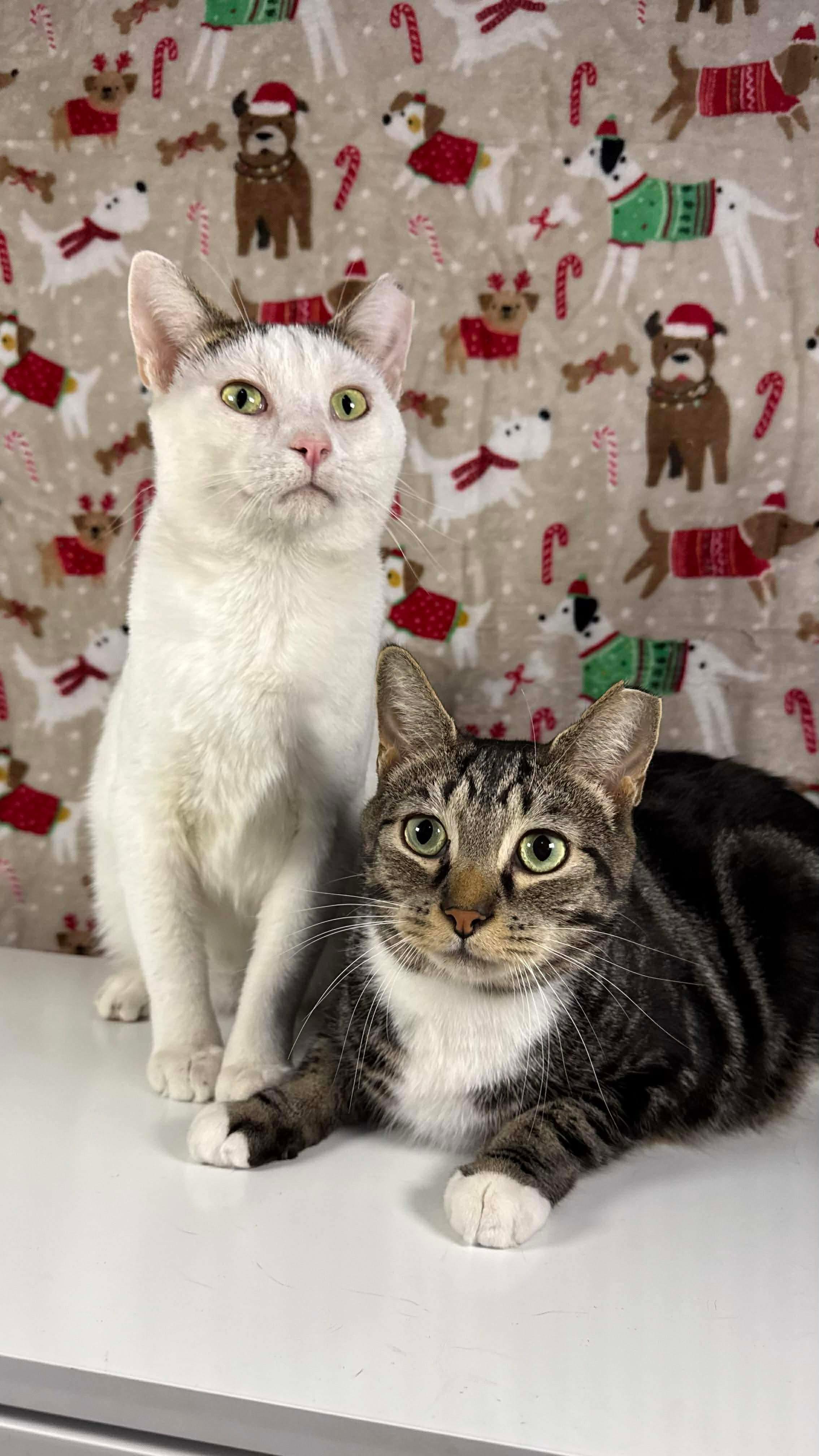 Enlarge Nabisco, an adopted mixed breed in Greensburg, PA image 5/6