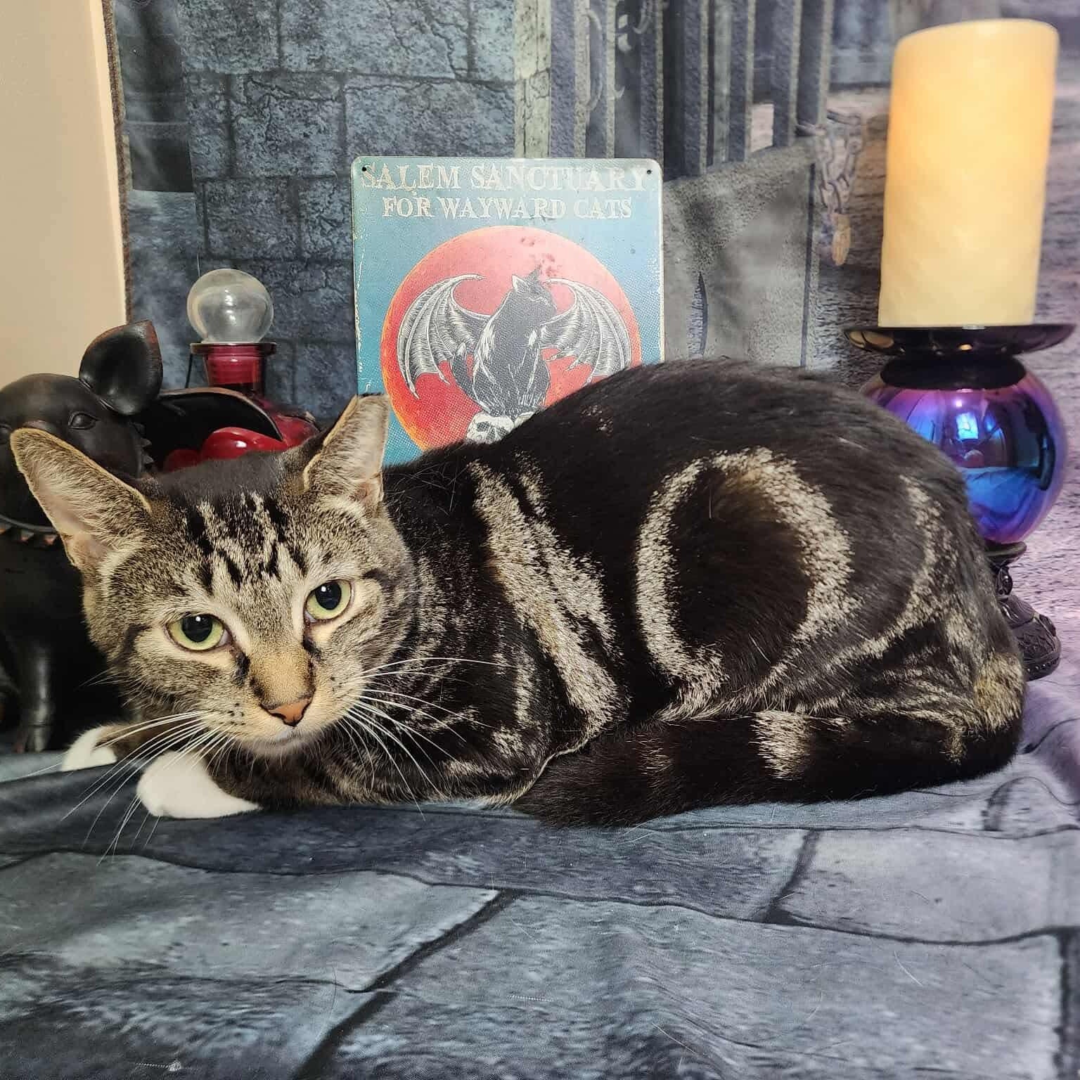 Enlarge Nabisco, an adopted mixed breed in Greensburg, PA image 2/6