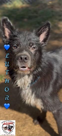Luthor, Adoptable, Adult Male Shepherd & Mixed Breed.
