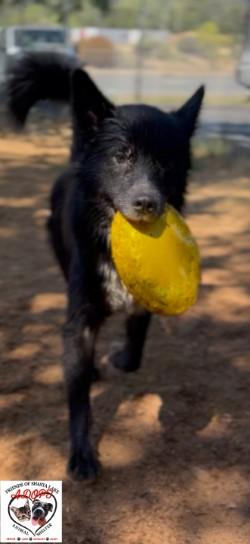 Enlarge Luthor, a Adoptable mixed breed in Shasta Lake, CA image 2/3