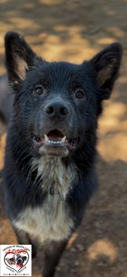 Enlarge Luthor, a Adoptable mixed breed in Shasta Lake, CA image 3/3