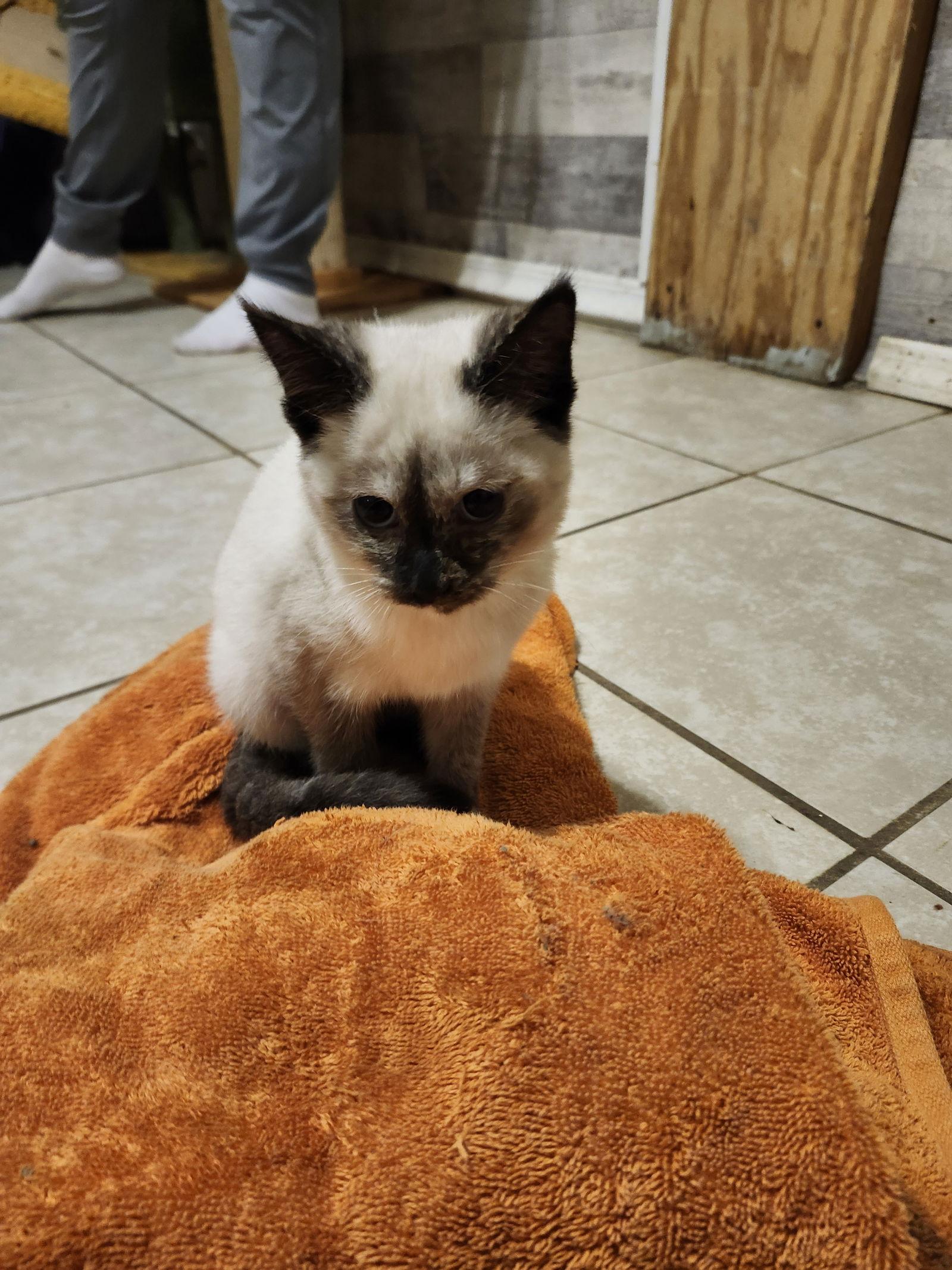 Enlarge China Doll, a Adopted Domestic Medium Hair in Hartselle, AL image 1/1