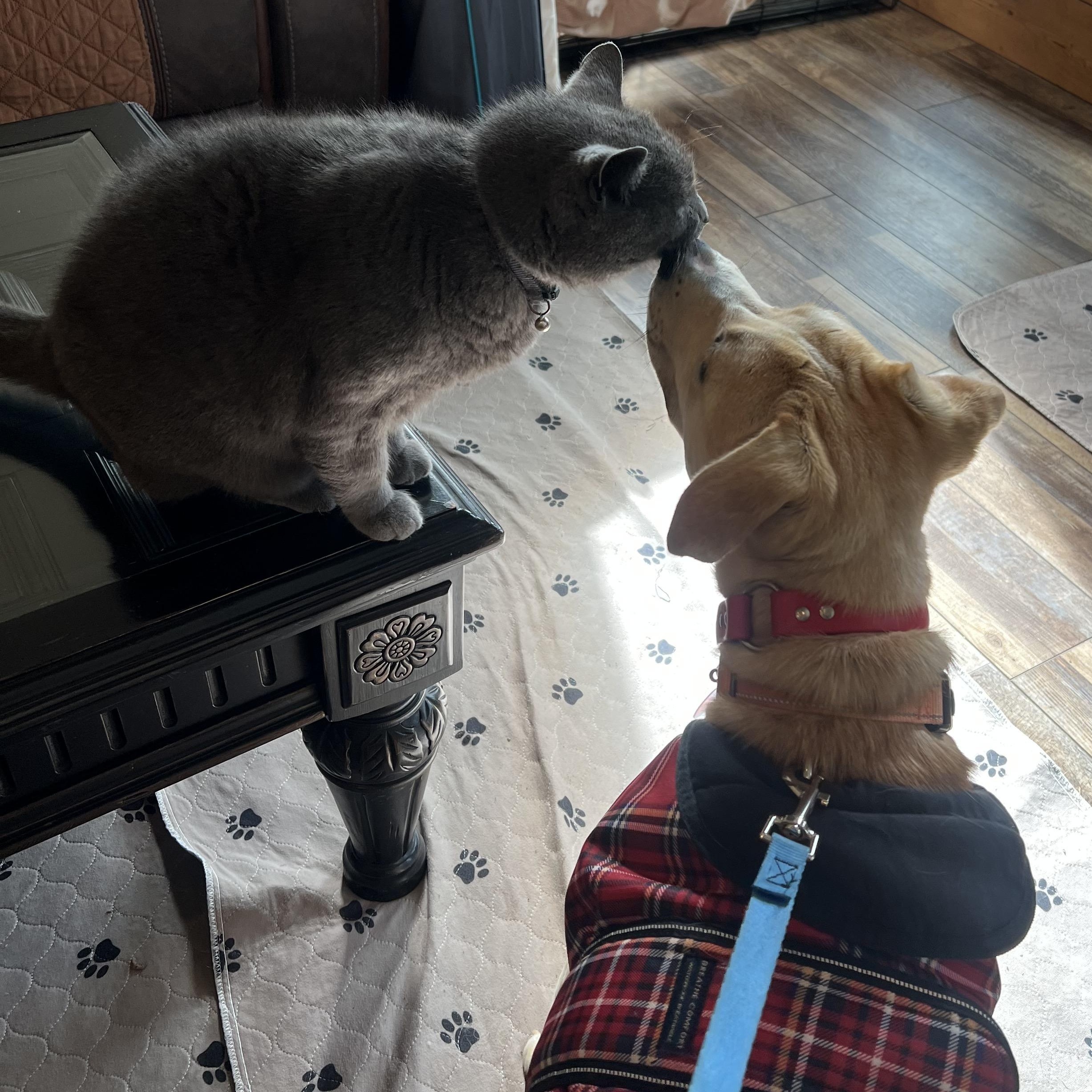 Dutch, ADOPTABLE, Young Male Labrador Retriever.