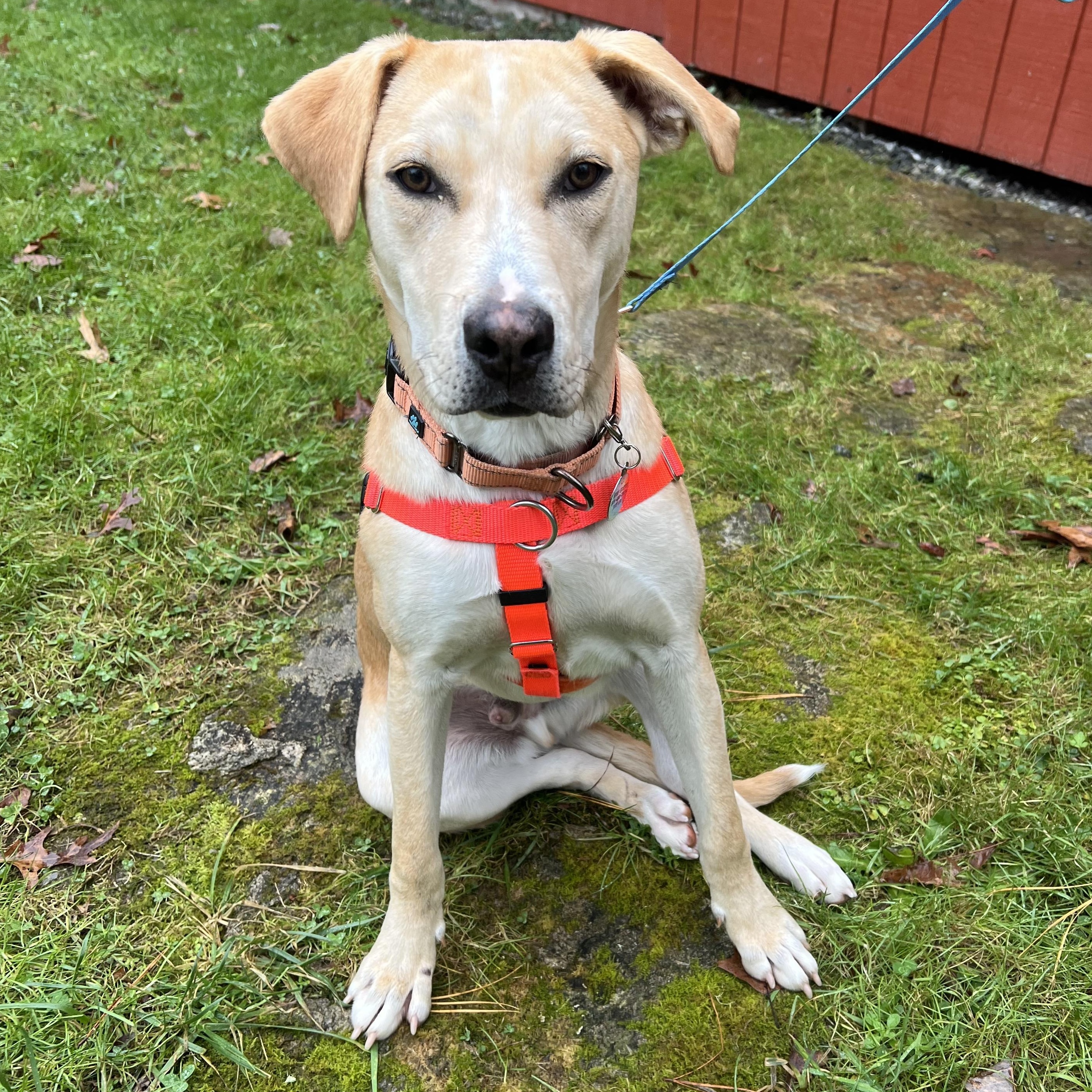 Dutch, a ADOPTABLE mixed breed in Cedar Mountain, NC image 2/6