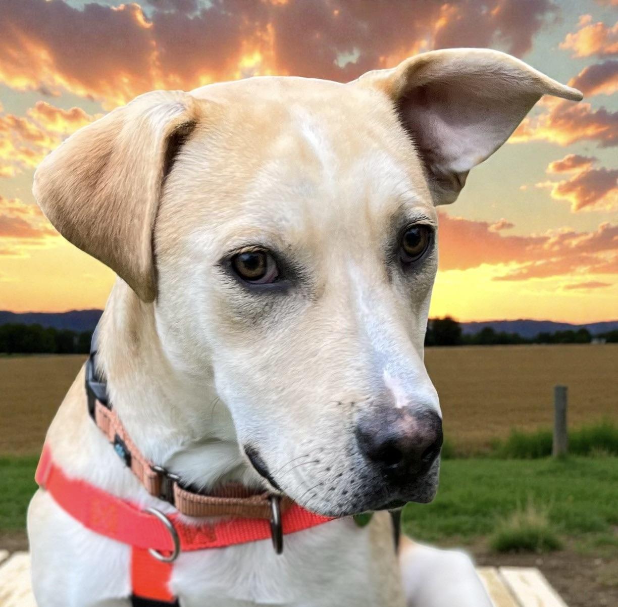 Dutch, a ADOPTABLE mixed breed in Cedar Mountain, NC image 3/6