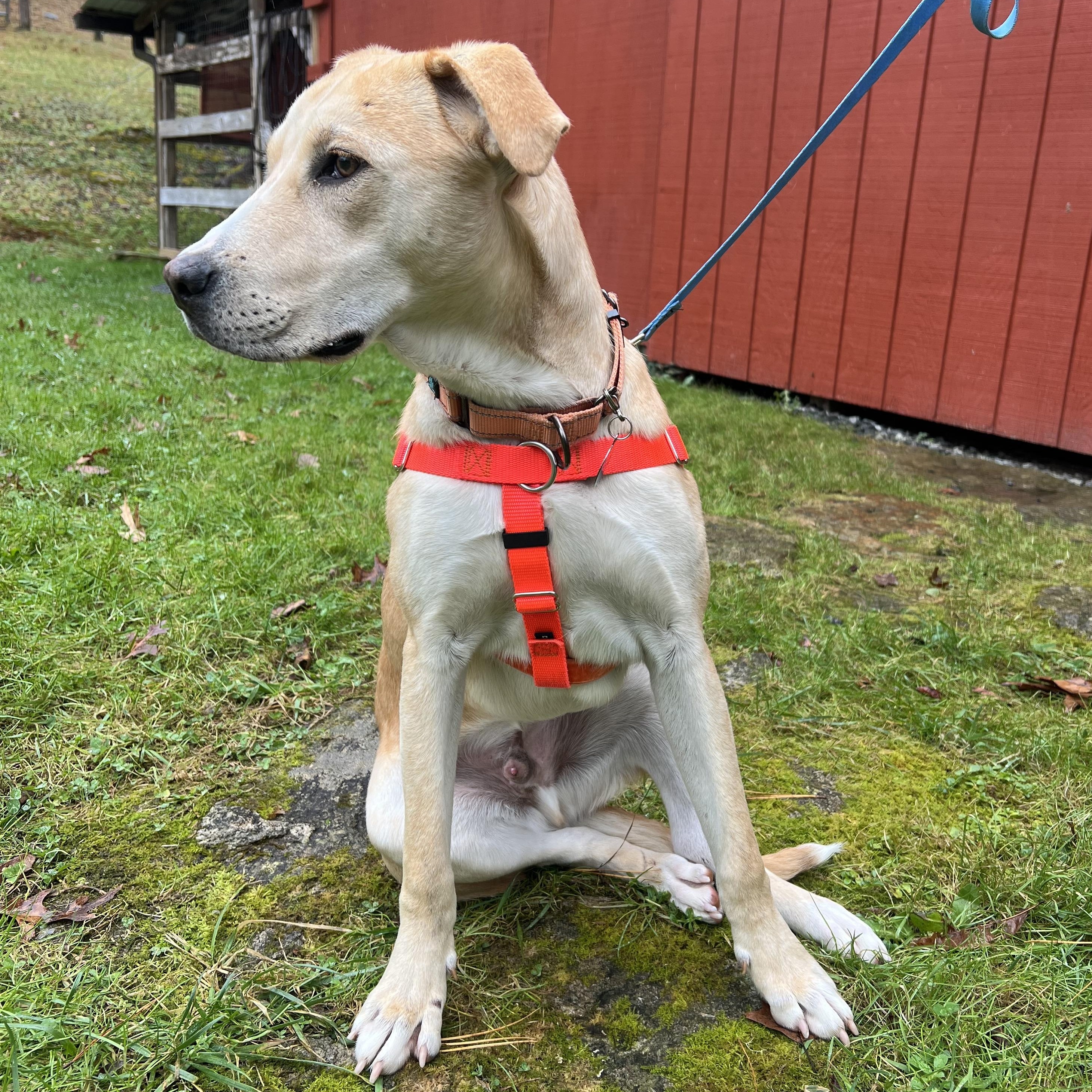 Dutch, a ADOPTABLE mixed breed in Cedar Mountain, NC image 4/6