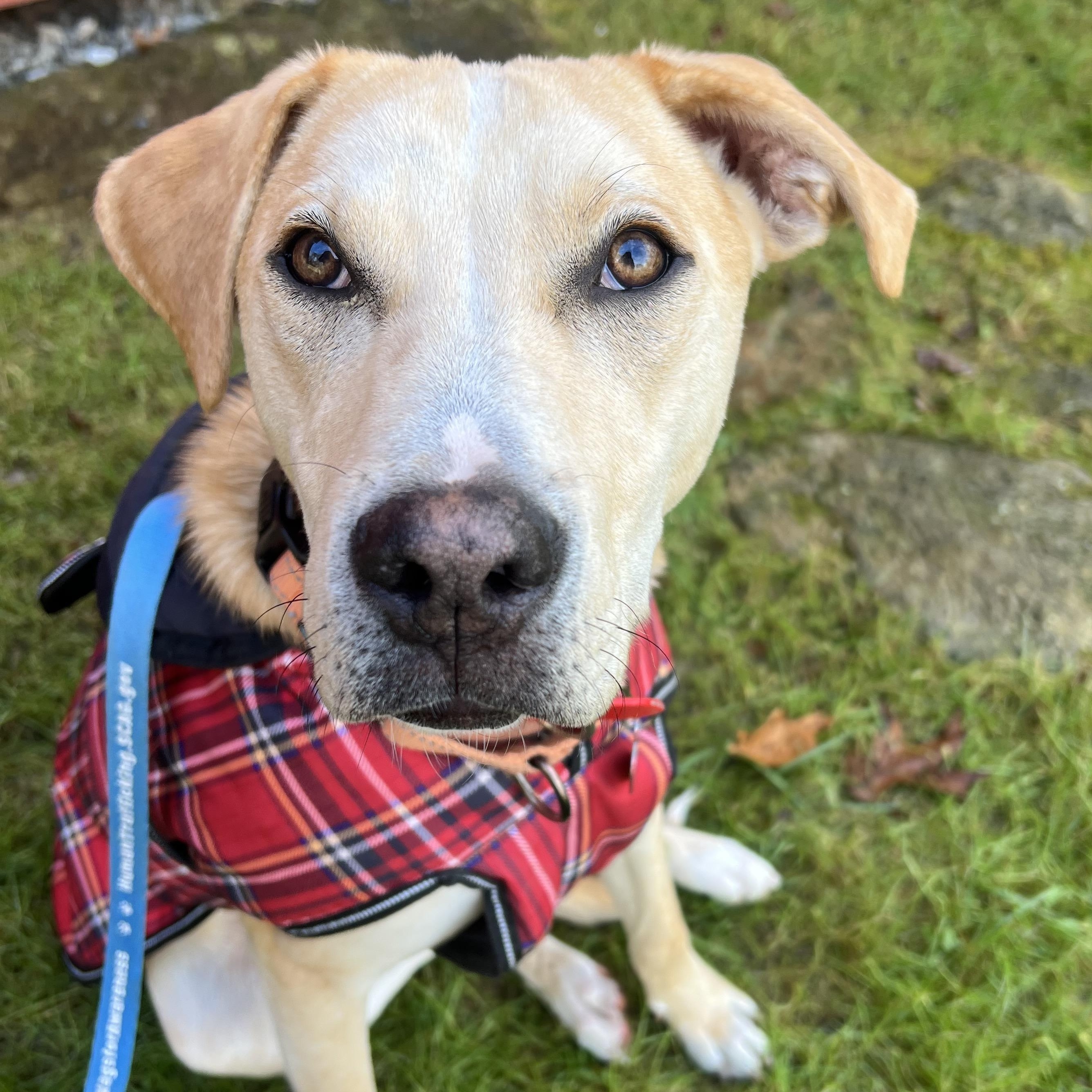 Dutch, a ADOPTABLE mixed breed in Cedar Mountain, NC image 5/6
