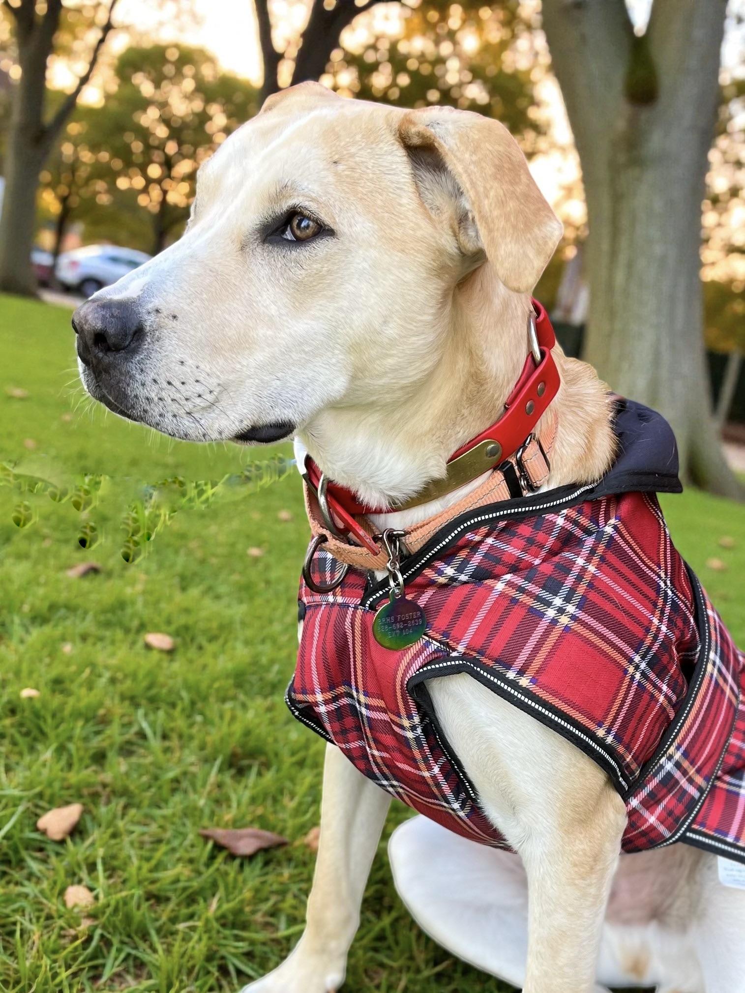Dutch, a ADOPTABLE mixed breed in Cedar Mountain, NC image 6/6