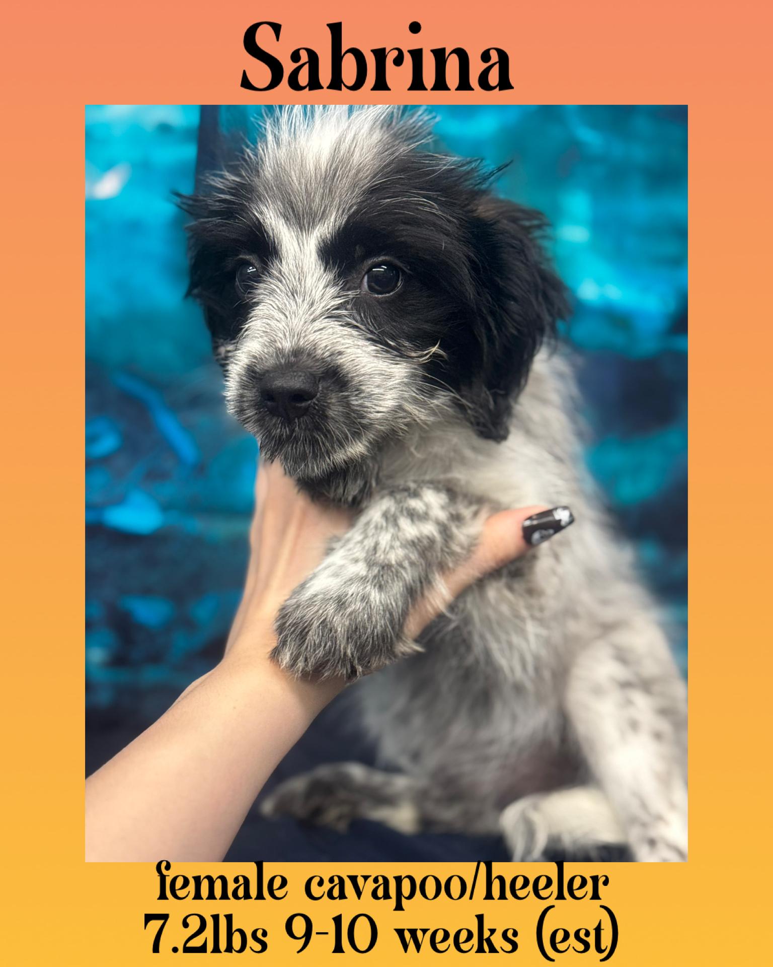 Sabrina, an adoptable Cavapoo in Manchester, CT, 06042 | Photo Image 1