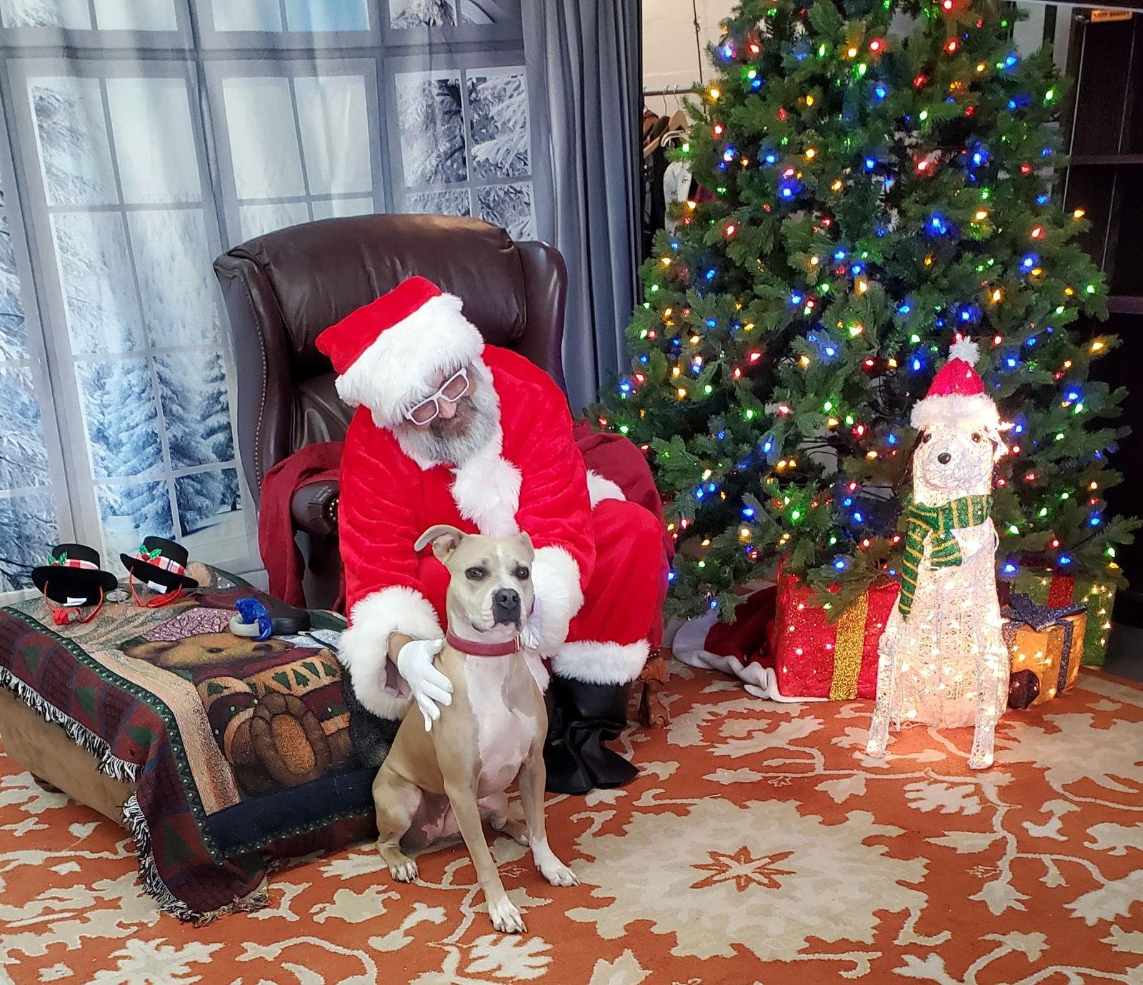 Rae, a Adoptable mixed breed in Evergreen, CO image 3/3