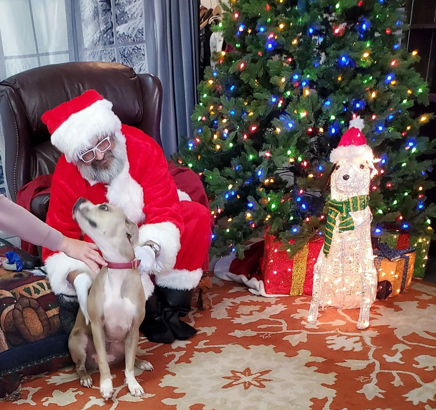 Rae, Adoptable, Adult Female Boxer & American Bulldog.