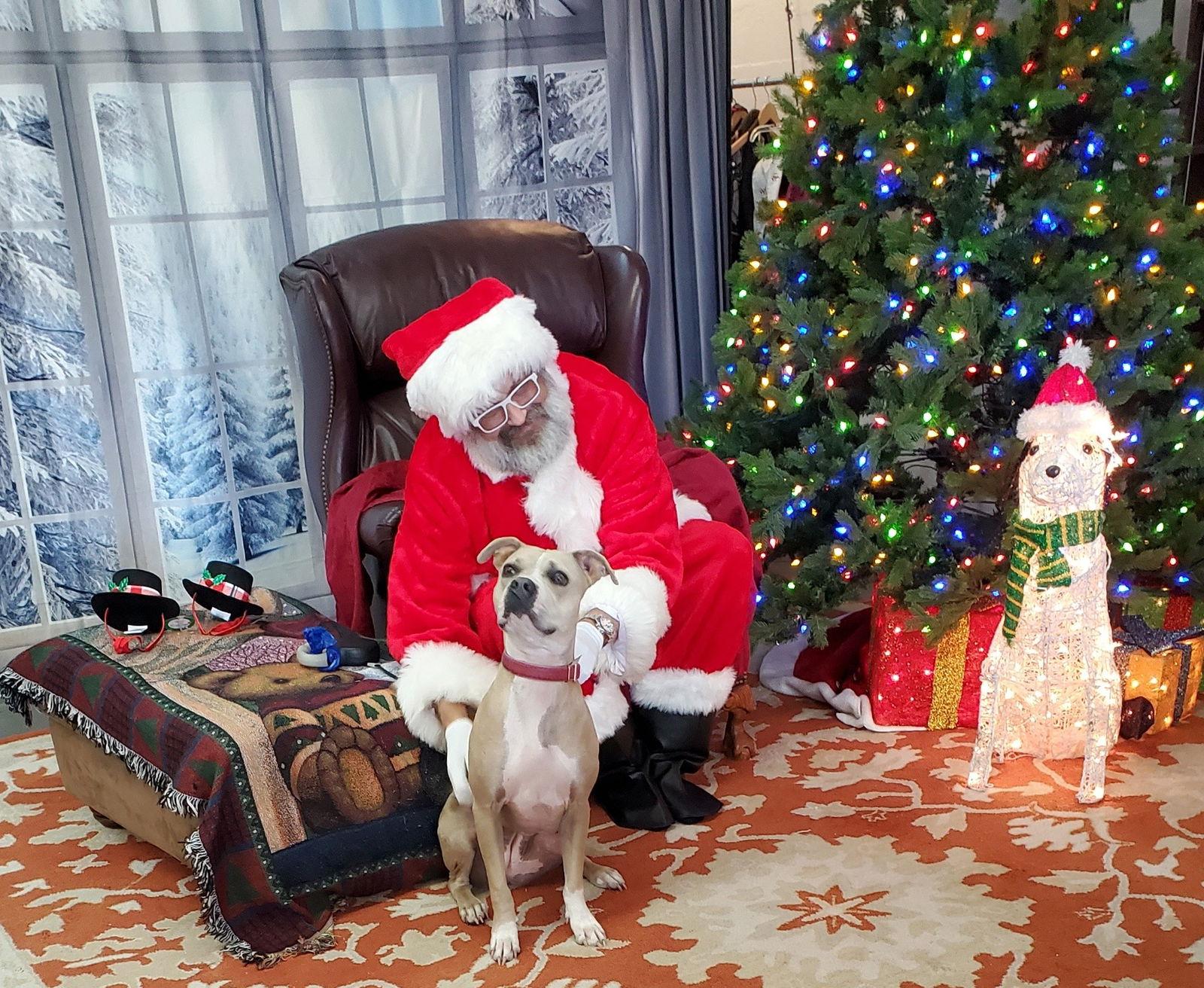 Rae, Adoptable, Adult Female Boxer & American Bulldog.