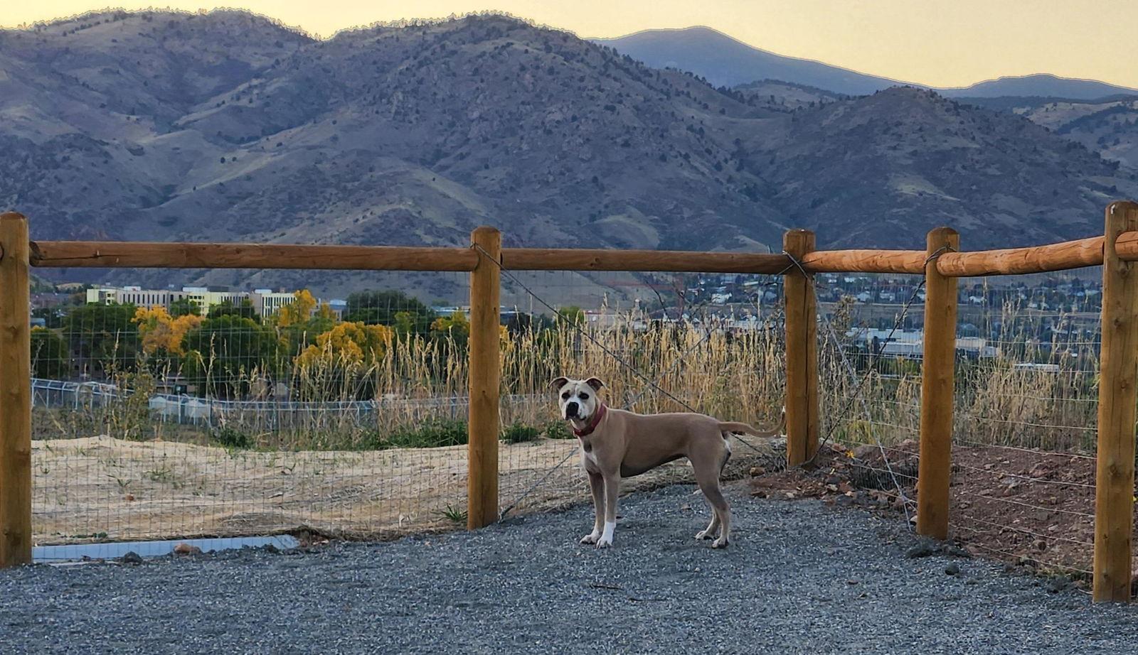 Rae, a Adoptable mixed breed in Evergreen, CO image 1/3