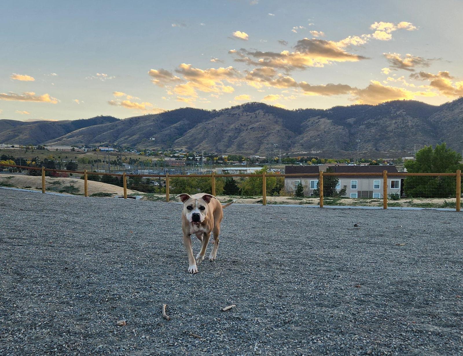 Rae, a Adoptable mixed breed in Evergreen, CO image 2/3