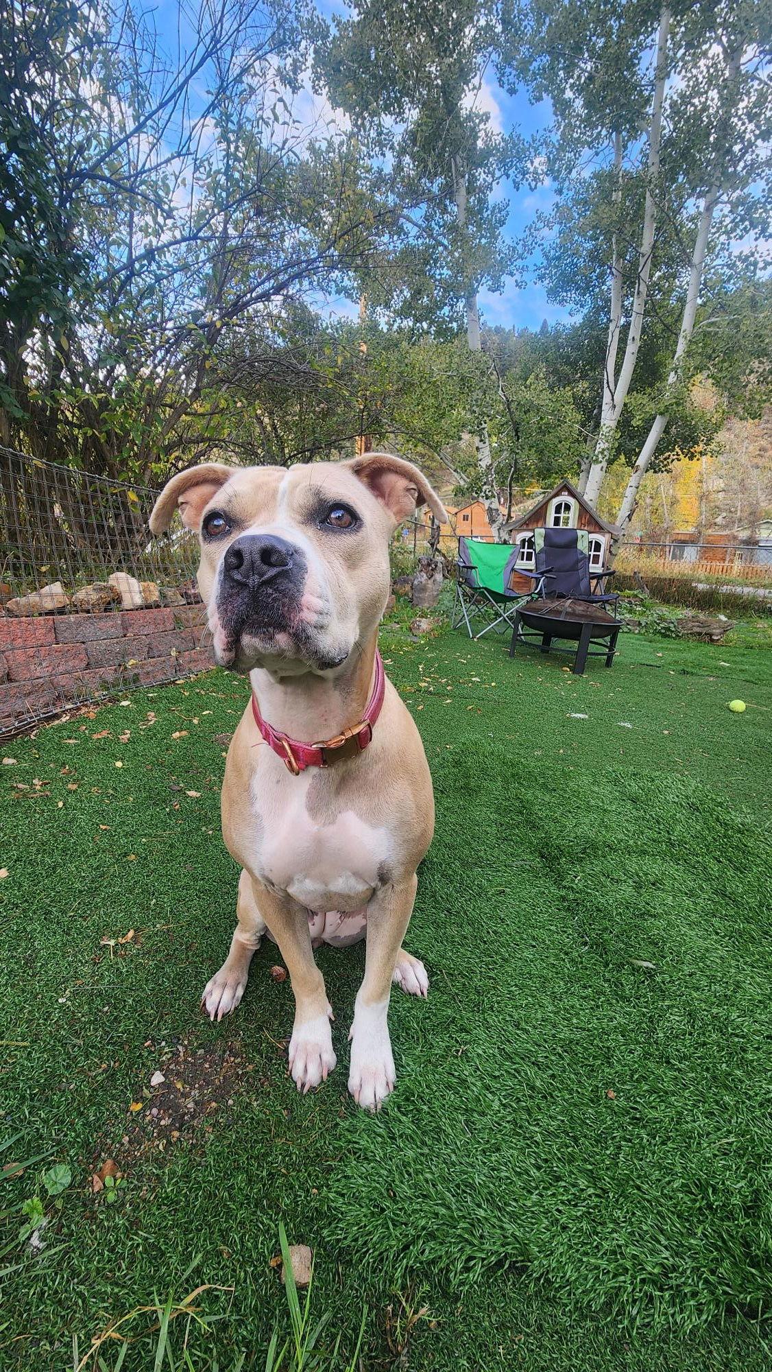 Rae, a Adoptable mixed breed in Evergreen, CO image 3/3