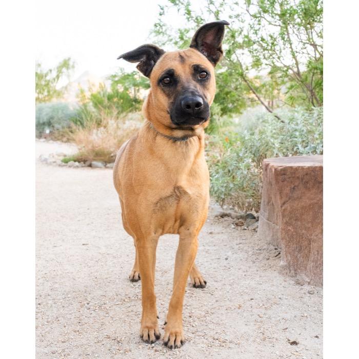 Jessie, a Adoptable mixed breed in Palm Springs, CA image 3/3