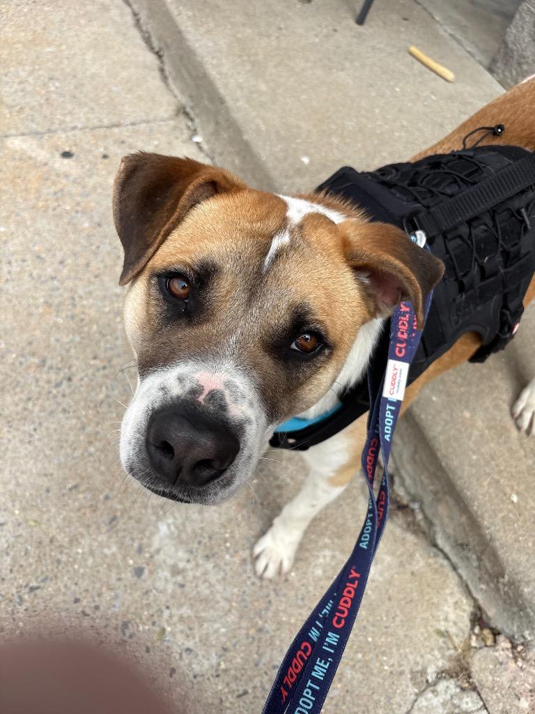 Enlarge Apollo, a Adoptable Pit Bull Terrier in Ada, OK image 1/6