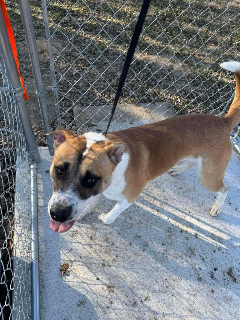 Apollo, a Adoptable Pit Bull Terrier in Ada, OK image 3/6