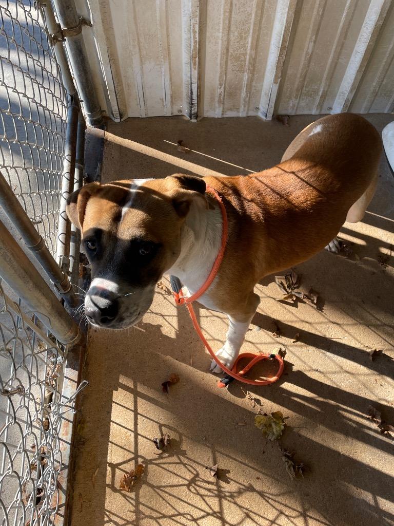 Apollo, a Adoptable Pit Bull Terrier in Ada, OK image 4/6