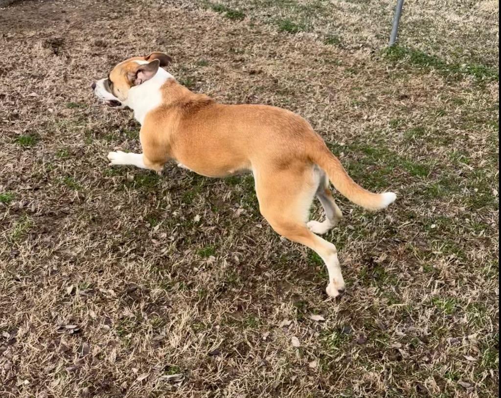 Enlarge Apollo, a Adoptable Pit Bull Terrier in Ada, OK image 3/6