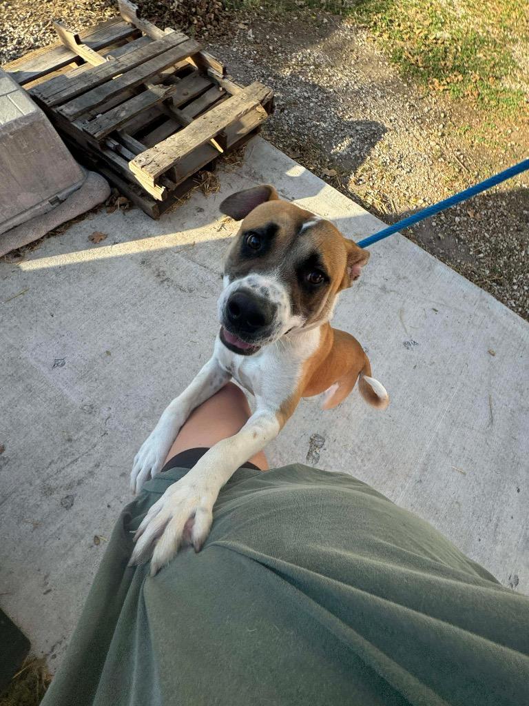 Enlarge Apollo, a Adoptable Pit Bull Terrier in Ada, OK image 5/6