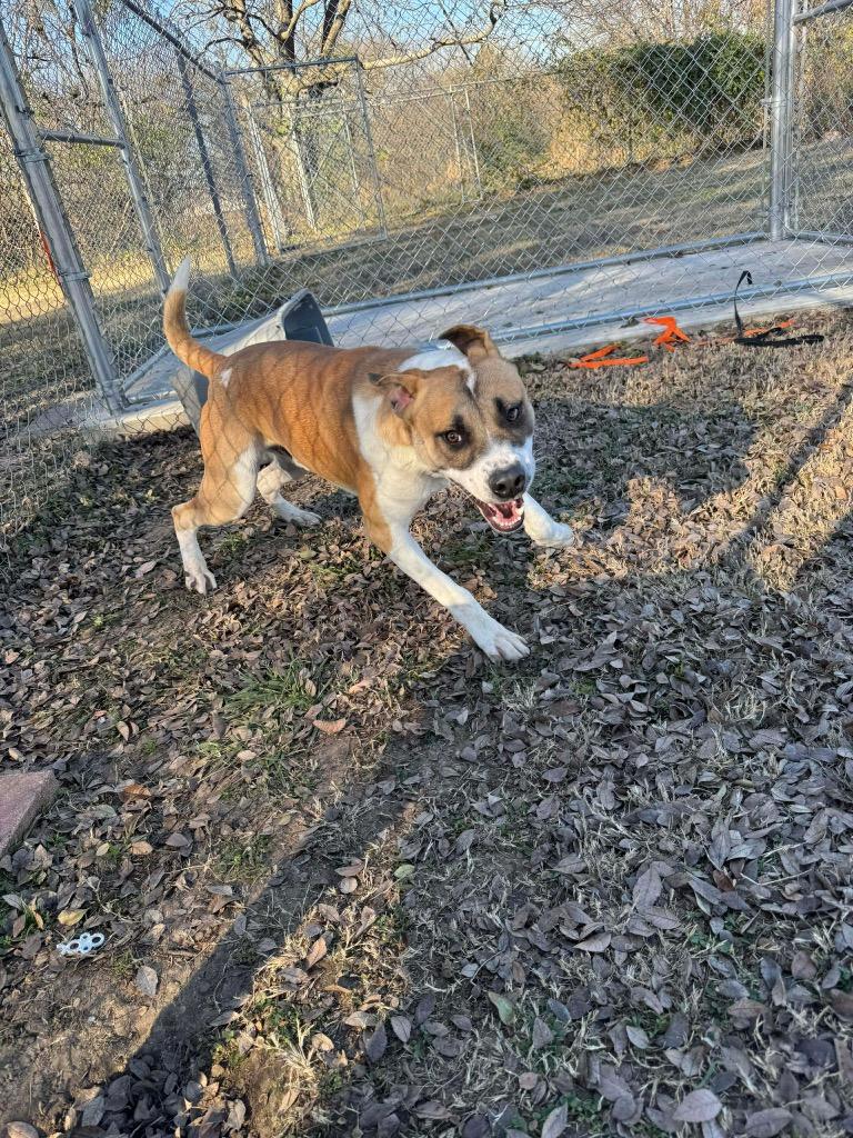 Apollo, a Adoptable Pit Bull Terrier in Ada, OK image 6/6