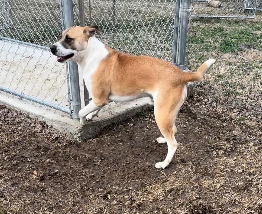 Enlarge Apollo, a Adoptable Pit Bull Terrier in Ada, OK image 6/6