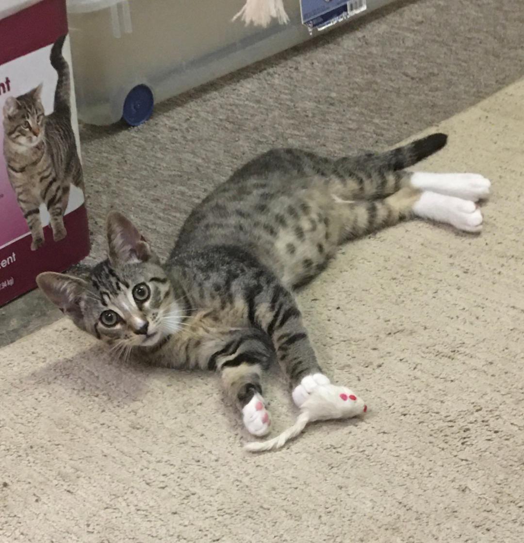 Enlarge Tigger, a ADOPTABLE mixed breed in Buffalo, NY image 1/1