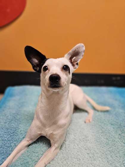 Enlarge Spot, a ADOPTABLE mixed breed in Bellingham, WA image 1/3