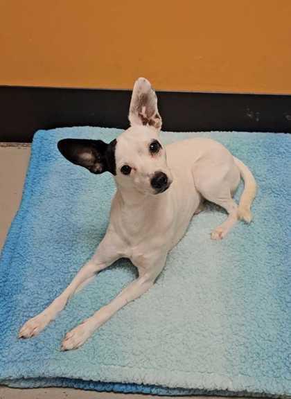Enlarge Spot, a ADOPTABLE mixed breed in Bellingham, WA image 2/3