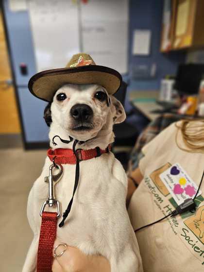 Enlarge Spot, a ADOPTABLE mixed breed in Bellingham, WA image 3/3