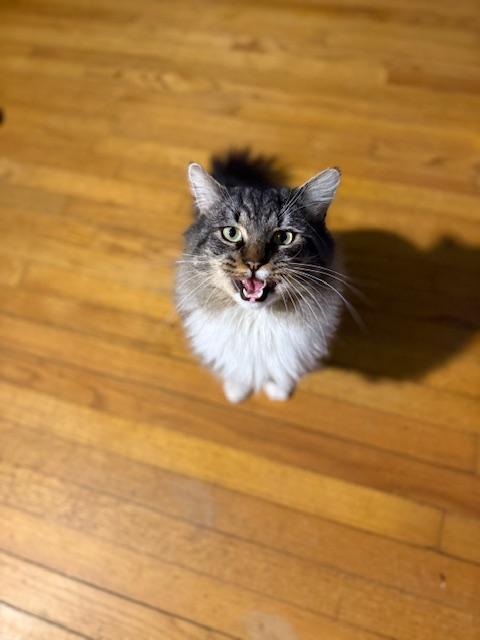 Townes, an adopted Domestic Long Hair in Gaylordsville, CT image 3/3